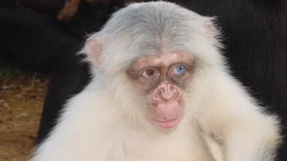 First ever Wild Albino Chimpanzee spotted in Uganda shortly before it